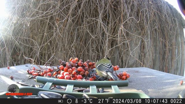 Фотоловушка для птиц. Обзор / Фотоловушка в лесу смотреть онлайн
