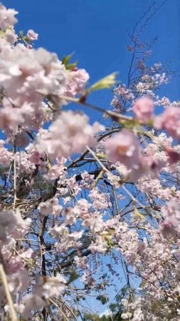 Sakura Spring Blossom, Osaka Japan Travels 🌸🌸🌸