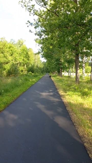 Уши веером #курцхаар #собака #nature #легавая #животные #labrador #порода смотреть онлайн