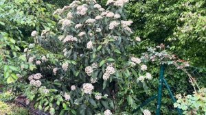 ВЕЧНОЗЕЛЁНЫЕ КУСТАРНИКИ В МОЕМ САДУ. Часть 1. 07.05.24.  Калина морщинистолистная