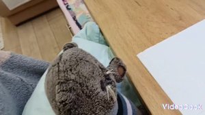 Басики и Лили пишут письма Деду Морозу 🤩🤶🎅