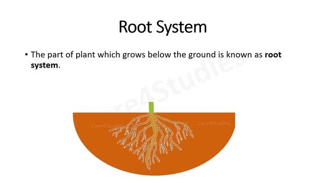 Structure of plant | Chapter-7 | Getting to know Plants | Science | Class 6 смотреть онлайн