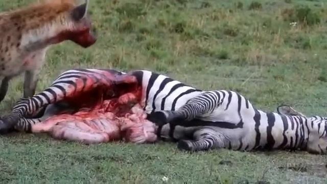 Hyena hunts and kills zebra смотреть онлайн