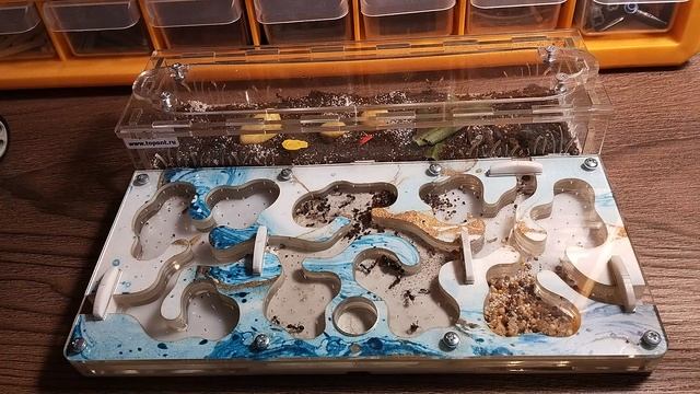 Муравьи смотреть онлайн