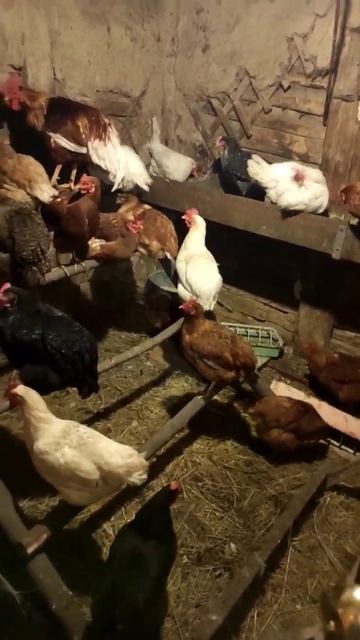 Куриный домик/Содержание кур.Куры смотреть онлайн