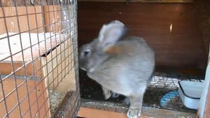 Кролик Мася