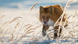 Правильная охота на лисицу, особенно сам процесс, конец февраля 2025г.