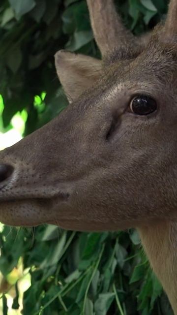 Deer. Fawn. Deer eat. Bambi. Real animal sounds #shorts смотреть онлайн