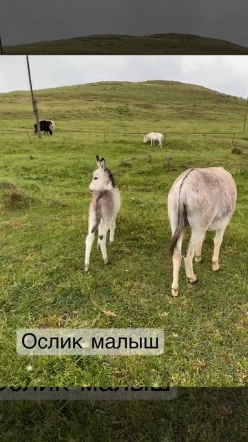Ослик смотреть онлайн