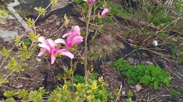 Спірея Тунберга Fujino Pink смотреть онлайн