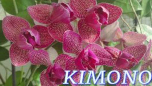 №1035/ ДВЕ орхидеи KIMONO