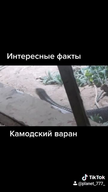 Дикая природа нашей планеты. Камодский варан смотреть онлайн