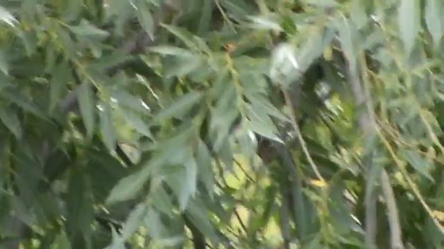 Совёнок. Кто скажет что это игрушка ?!))) смотреть онлайн