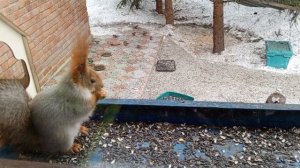 Белки сидят в любимой кормушке