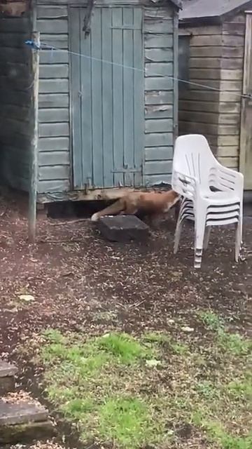 Fox and her cubs in the garden 🦊 смотреть онлайн