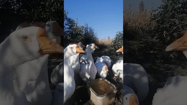 Гуси Холмогорские 1 Октября 15-18 октября пол года