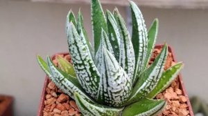 Haworthia pumila cv. Emperor
