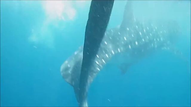Swimming w/ Whale Sharks - July 2016 смотреть онлайн