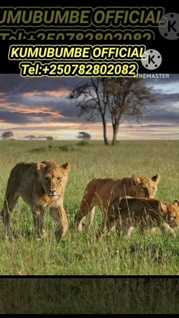  3 BABY LIONS  ATTACK A GREATEST BUFFALO  wildlife