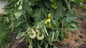 БОБКАТ - томаты. Полив. Когда и сколько.