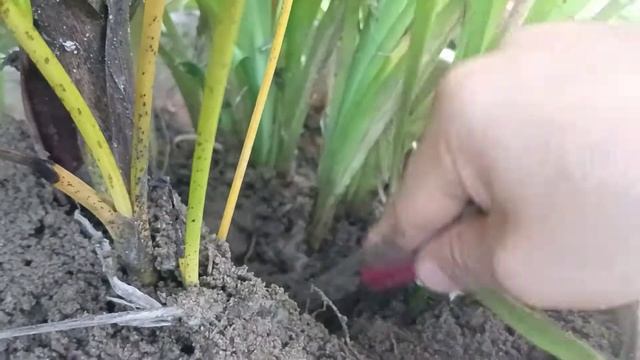 How to save Daylily for the next summer| Daylily|how to grow|Lily Flower смотреть онлайн