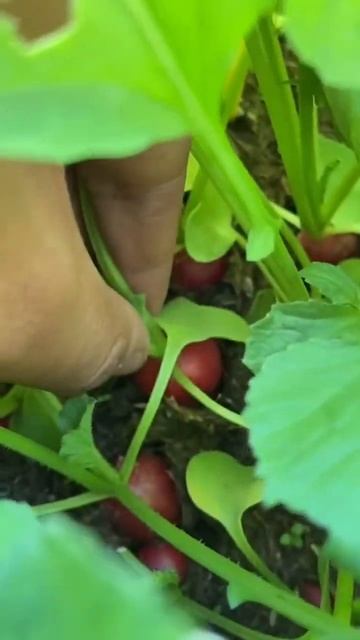 Tonights harvest for dinner!  shorts