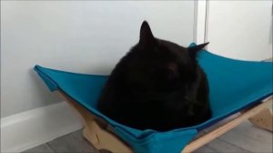 Говорящие коты! Свежая подборка! Котики 2019