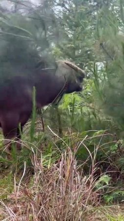 鬥牛 疯狂斗牛|bullfight ,crazy bullfight|đấu bò điên cuồng|adu banteng gila#乡村斗牛#斗牛#牛王争霸赛 #少数民族风情 #斗牛文化