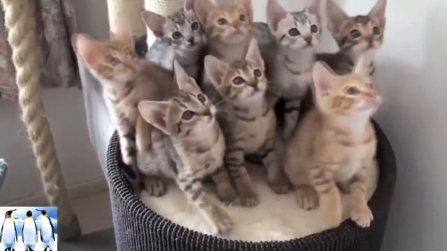 Самое ржачное видео про котов| смотреть онлайн