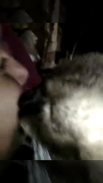 Французский поцелуй кота