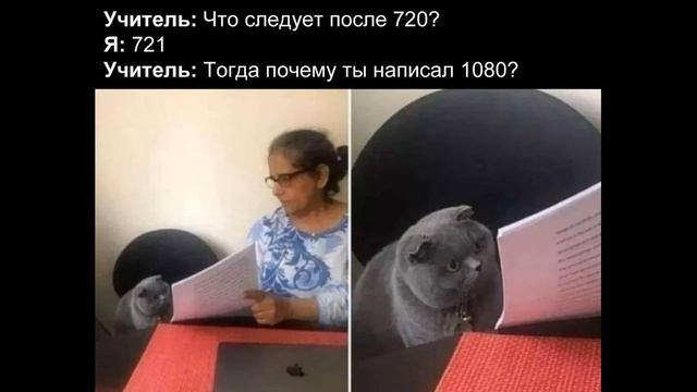 Котики и Енотики. Лучшее за неделю #1 смотреть онлайн