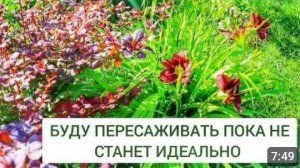 ДА, БУДУ ПЕРЕСАЖИВАТЬ ПОКА НЕ СТАНЕТ ИДЕАЛЬНО! 19.06.2024г.