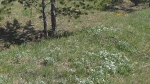 Весенние цветы Южного Урала. Южный Урал. 21.05.2024.