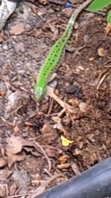 Ящерица пьет водичку смотреть онлайн