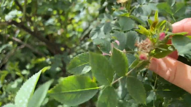 Швейцарский 🇨🇭 шиповник начинает цвести как розы! смотреть онлайн