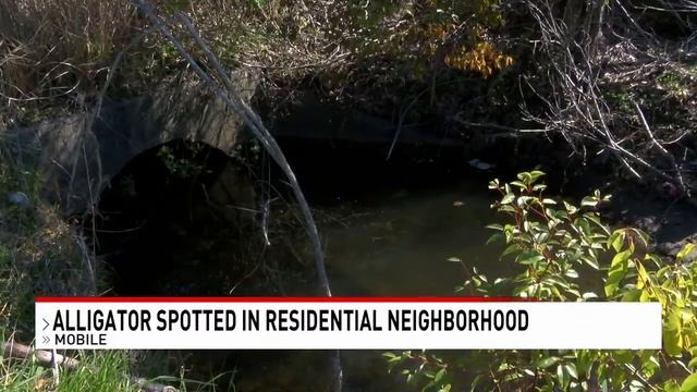 Alligator scares residents in Mobile neighborhood - NBC 15 WPMI смотреть онлайн