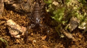 Tityus stigmurus (Brazilian Scorpion) and Heterometrus spinifer (Giant Asian Forest Scorpion)