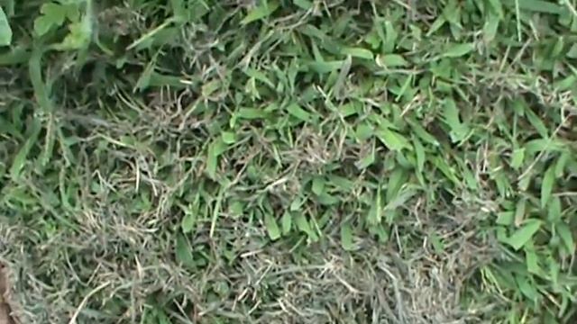 2013 08 25 Trail and ERROR gardening смотреть онлайн