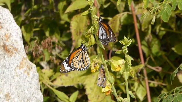 Danaus chrysippus melanippus  genutia