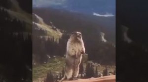 БОБЁР ОРЁТ  1 ЧАС