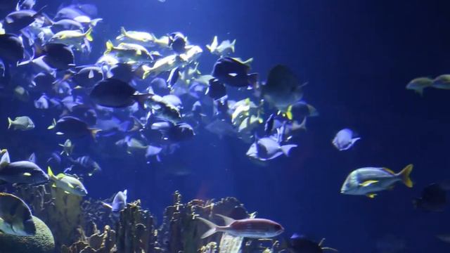 Oceanogràfic Valencia смотреть онлайн