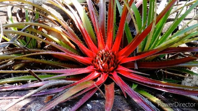 Nidularijum, dekorativna sobna biljka sa sjajnim savijenim listovima смотреть онлайн