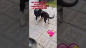 Питомник "Посадский Страж " представляет.