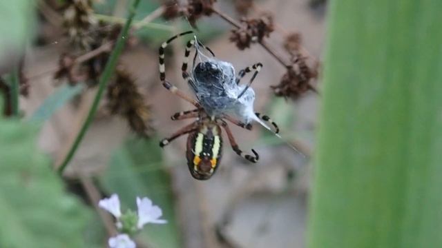 Argiope bruennichi - Spider - Isodontia mexicana - Wasp - Vespa- Avispa- Aranya - Araña смотреть онлайн