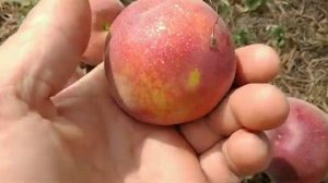 Самий ранній персик Ерлі Крест. Peach Early Crest