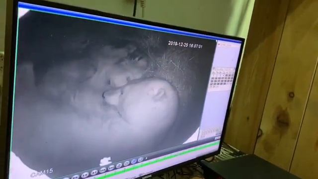 Үрүҥ эһэлэр Колыманалаах Ломоносов оҕолоннулар смотреть онлайн