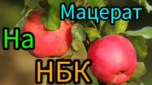 яблочный мацерат на НБК