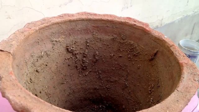 How to Grow Useful Plants HADJOD/VAJRAVALLI/CISSUS QUADRANGULARIS / हड़जोड़ टूटी हड्डियों में रामवा