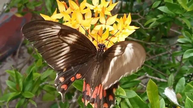 Papilio polytes /common Mormon/swallowtail butterfly/ നാരകക്കാളി смотреть онлайн
