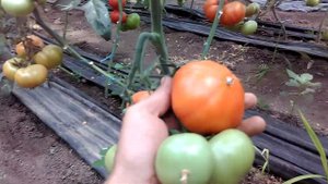 Созревание томата Корвинус F1